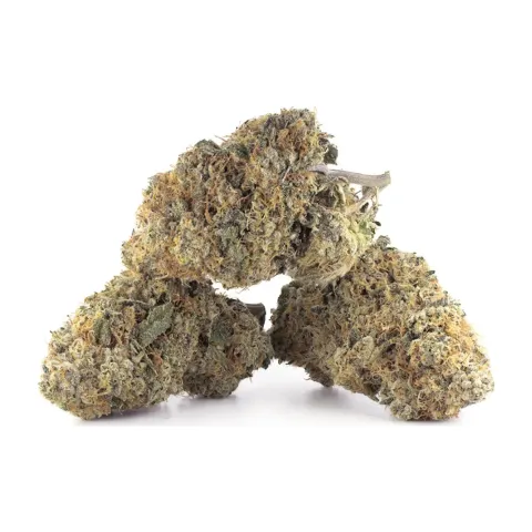 OG Kush CBD Blüten – Indoor Cannabis