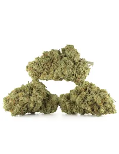 Ice Cream Cookie CBD Blüten – Indoor Cannabis – Hauptansicht