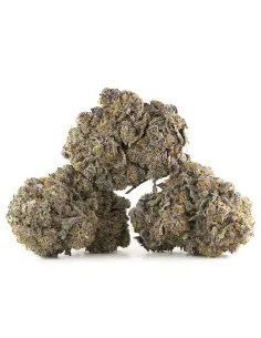 Sour Tangie CBD Blüten – Indoor Cannabis – Hauptansicht