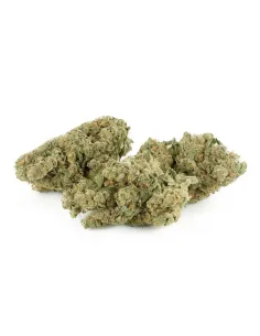 Swiss Cheese CBD Blüten – Indoor Cannabis – Hauptansicht