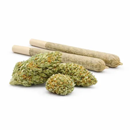 Pre-Roll 10-OH-HHC Blüte Blueberry – Hauptansicht