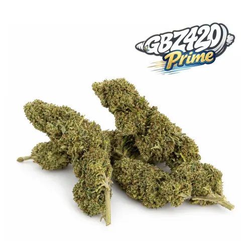 Exclusive Gbz Prime - CBD Blümen White Melon – Hauptansicht