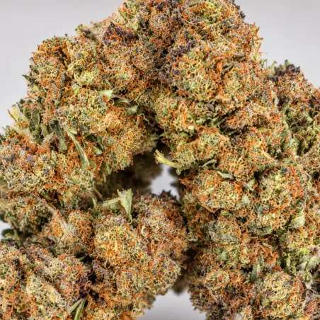 THCX Premium Blüten OG Kush